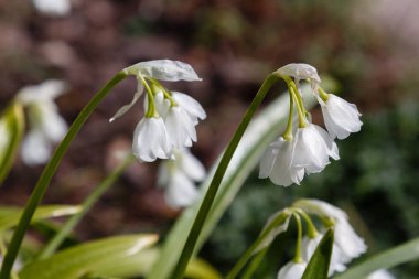 Bahar bahçesinde Allium paradoksu. Bahçede büyüyen soğanlı bitkiler