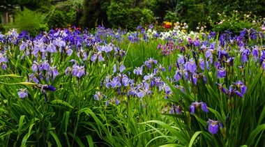 Sibirya iris çiçekleri (iris sibirica) bahçede yeşil bir arka plan üzerinde