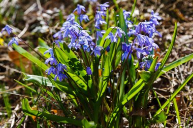 Bahar bahçesinde Scilla siberica. Scilla siberica mavi çiçekler soğanlı bitkiler
