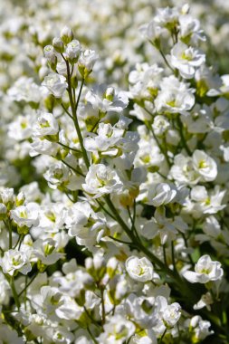 Alp tepeüzerinde beyaz arabis çiçekli
