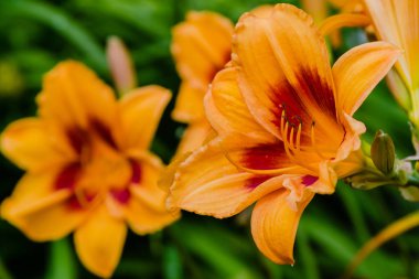 Bahçede çiçekli günlükler. Yaz bahçesinde çiçek açan Hemerocallis. Daylilies güzel çiçekler