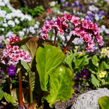 Bahar bahçesinde Bergenia rotblum. Pembe çiçek bergenia (fil kulağı, badan, Sibirya çayı, Moğol çayı, deri bergenia. Bergenia cordifolia