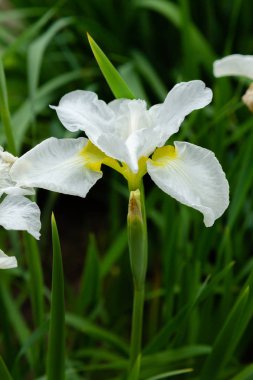 Sibirya iris çiçekleri (iris sibirica) bahçede yeşil bir arka plan üzerinde