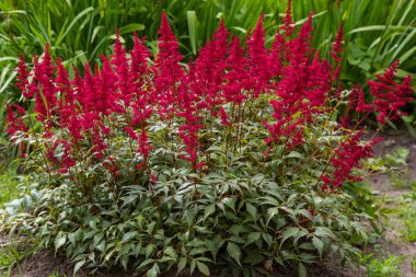 Astilbe japonik bir bahçe. Sahte Spiraea, doğal arkaplanda tuzlanma