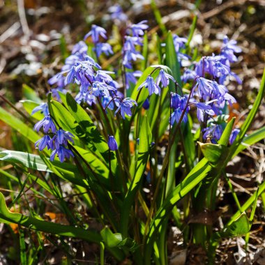 Bahar bahçesinde Scilla siberica. Scilla siberica mavi çiçekler soğanlı bitkiler