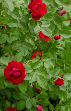Güzel tonda güller yakın. Doğa arka planı