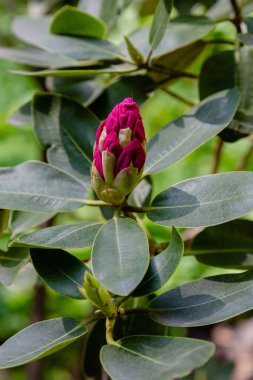 Bahar bahçesinde çiçekli rhododendrons