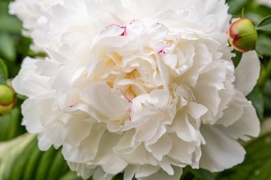 çiçekli peonies bahçede
