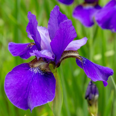 Sibirya iris çiçekleri (iris sibirica) bahçede yeşil bir arka plan üzerinde