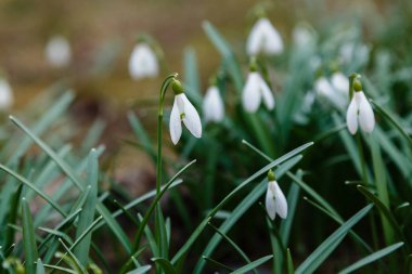Kardelen veya ortak kardelen (Galanthus nivalis) bahçede çiçekler