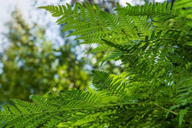 Orman bitkileri ile yeşil tropikal arka plan. Eğrelti otu yapraklarının arka planı