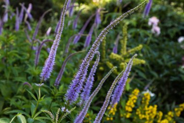 Veronica longifolia'nın bahçedeki mavi çiçeği. Bahçede şifalı bitkiler
