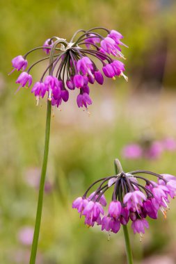Bahçede Allium cernuum. Bahçede açan sıradışı allium çiçek. Allium cernuum mor çiçekler