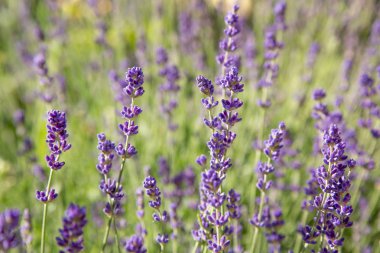 Lavanta çiçekleri ile güzel yaz manzarası