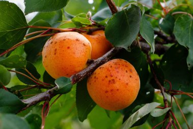 Ağaçta portakal kayısısı var. Bahçede büyüyen meyveler. 