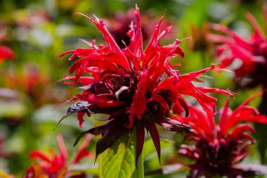 Monarda kırmızı çiçek, bahçede çiçek monarda