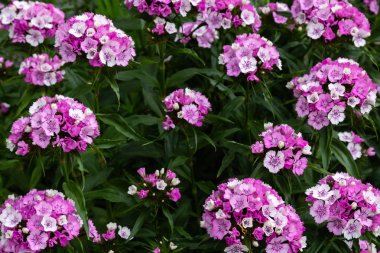 yeşil arka planda bahçede Dianthus çiçekleri