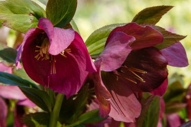 Lenten Gül (Helleborus caucasicus) bahçede. Helleborus abchasicus A.Braun bahar bahçesinde