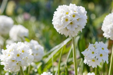 Alp tepesinde primula denticulata. Bahar bahçesinde çuha çiçeği. 
