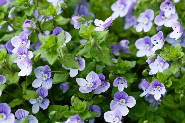 Blumenhintergrund Mit Blauen Blüten Von Nemophila Baby Blaue Augen Blumen — Stockfoto