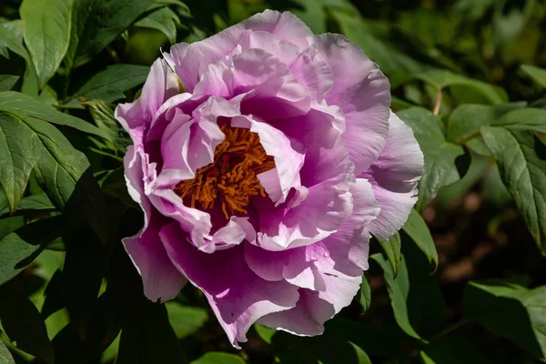 Çiçekli Peonies Bahçede — Stok fotoğraf