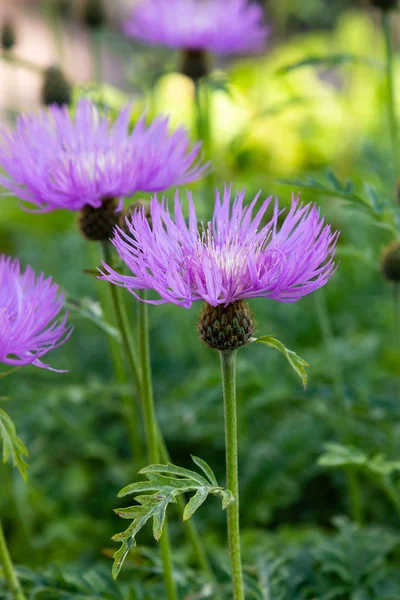 정원의 센타우레아 청색지 라일락 옥수수 Scabiosa 센타우레아 Scabiosa 잔디밭에 — 스톡 사진