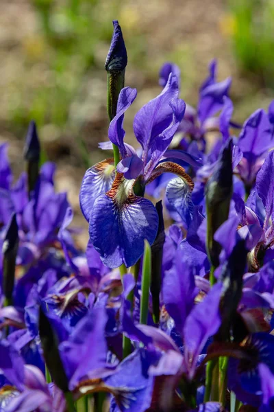 Xiphium Nel Giardino Estivo Xiphium Pianta Bulbosa Perenne — Foto Stock