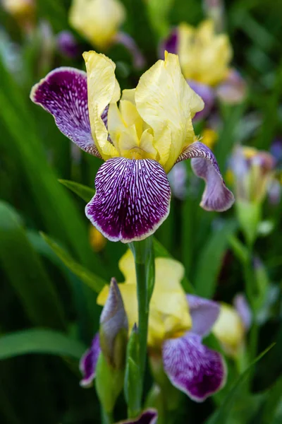 Xiphium Sommarträdgården Xiphium Perenn Uppsvällda Växt — Stockfoto