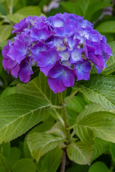 绣球花盛开 水球花布什与容器中的观赏植物 — 图库照片