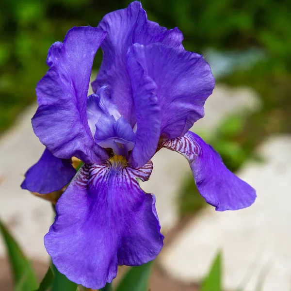 Sibirya Iris Çiçekleri Iris Sibirica Bahçede Yeşil Bir Arka Plan — Stok fotoğraf