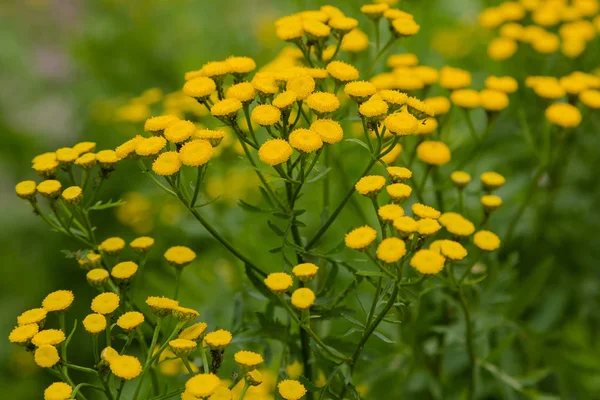 Żółty Kwiat Tanacetum Vulgare Naturalnym Tle Rośliny Lecznicze Ogrodzie — Zdjęcie stockowe