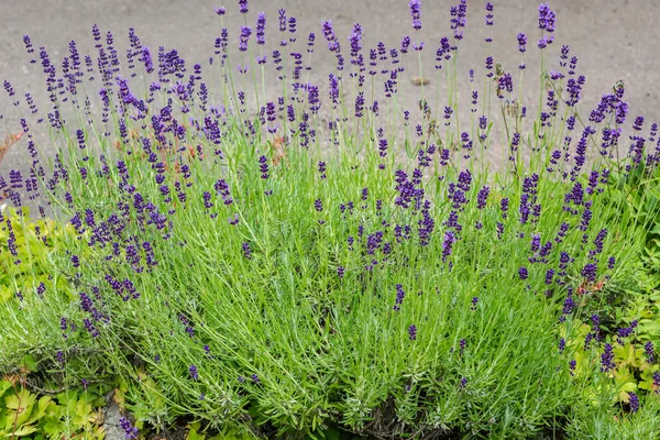 Beautiful Summer View Lavender Flowers — Stock Photo, Image