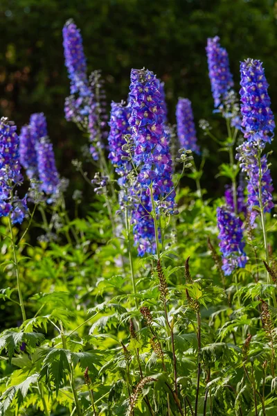 Piękne Delphiniums Kwitnące Ogrodzie — Zdjęcie stockowe