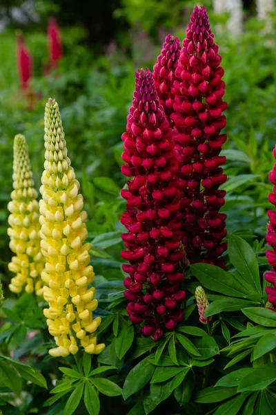 Květy Lupiny Rod Lupinus Letní Zahradě — Stock fotografie