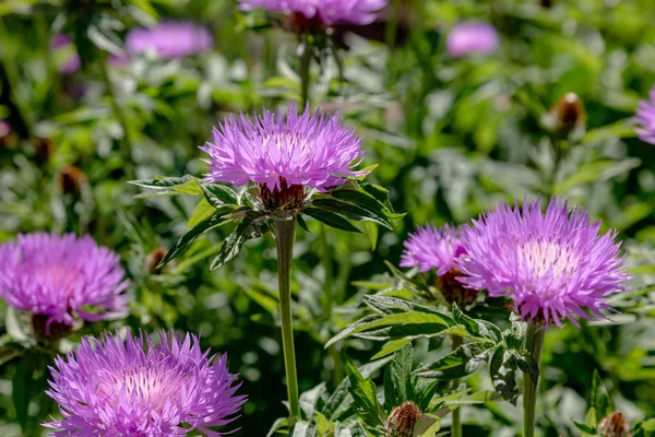 정원의 센타우레아 청색지 라일락 옥수수 Scabiosa 센타우레아 Scabiosa 잔디밭에 — 스톡 사진