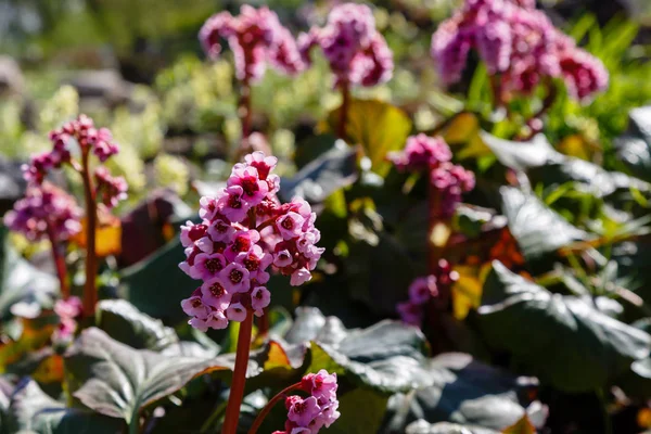 Bergenia Rotblum Spring Garden Pink Flower Bergenia Elephant Ear Badan — Stock Photo, Image