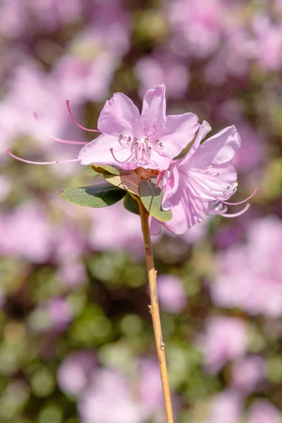 Flowering Rhododendrons Spring Garden — Stock Photo, Image