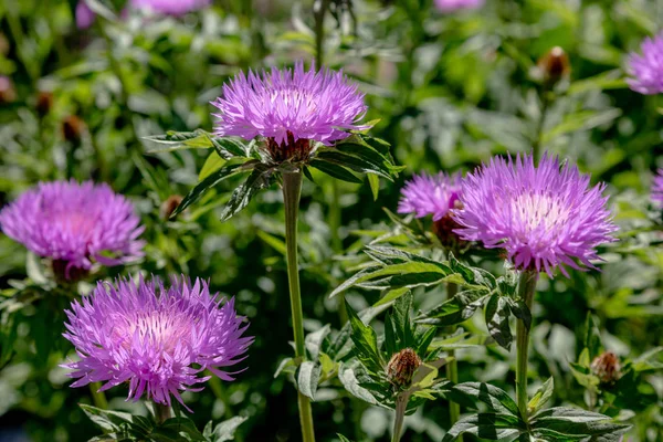 정원의 센타우레아 청색지 라일락 옥수수 Scabiosa 센타우레아 Scabiosa 잔디밭에 — 스톡 사진