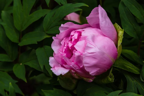 Peonías Con Flores Jardín — Foto de Stock