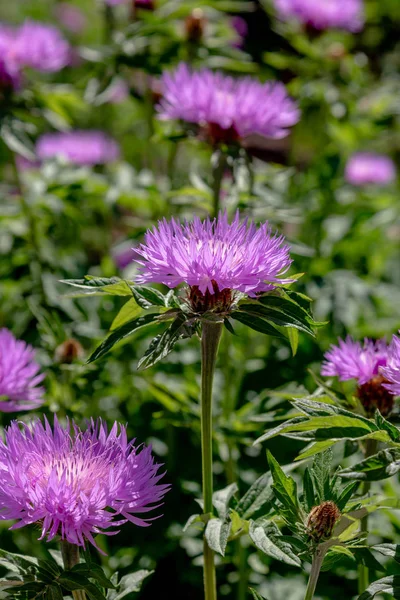 정원의 센타우레아 청색지 라일락 옥수수 Scabiosa 센타우레아 Scabiosa 잔디밭에 — 스톡 사진