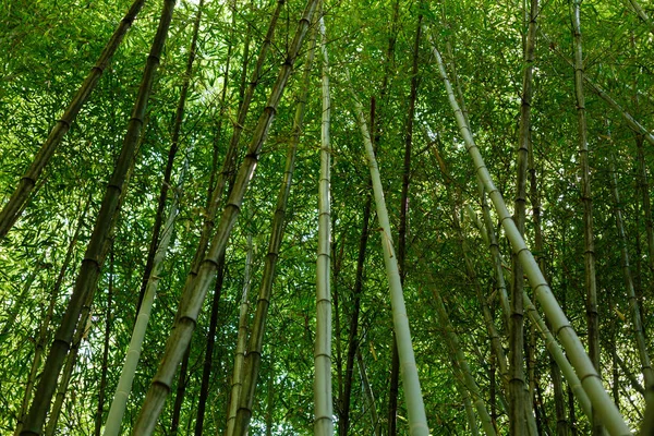 Forêt Bambous Jour — Photo