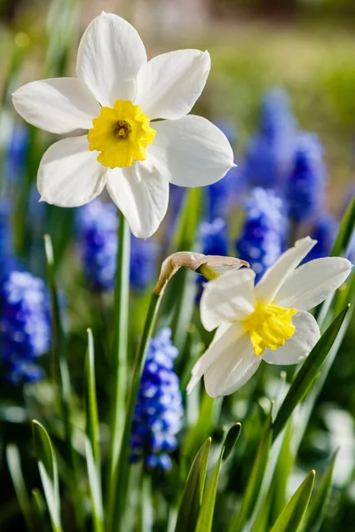 Narcissus Blommor Narcissus Hybrid Spring Garden — Stockfoto