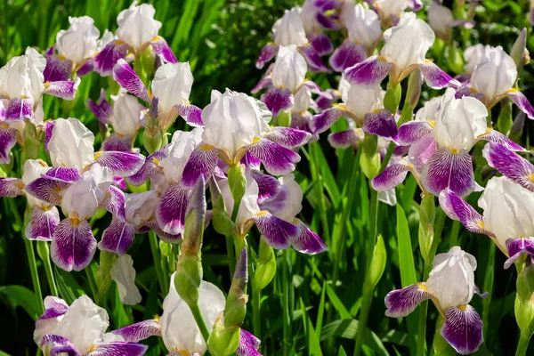 Xiphium Jardín Verano Xiphium Una Planta Bulbosa Perenne — Foto de Stock