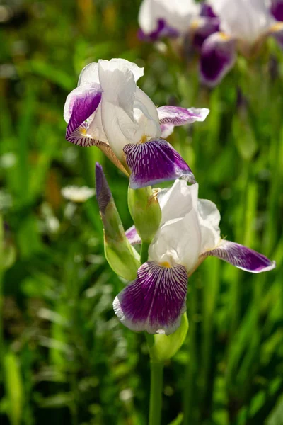 Xiphium Nel Giardino Estivo Xiphium Pianta Bulbosa Perenne — Foto Stock