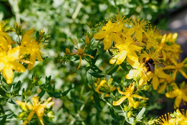 Bumblebee on yellow flowers of St. John\'s wort. Hypericum perforatum, also known as St John\'s wort, is a flowering plant species of the genus Hypericum and a medicinal herb