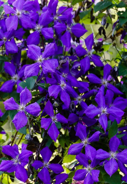 庭のクレマチスの花多年生のブドウ クレマチスが増えてる 開花クレマチス — ストック写真