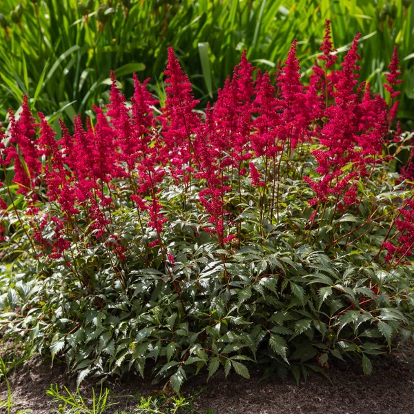 Astilbe japonik bir bahçe. Sahte Spiraea, doğal arkaplanda tuzlanma