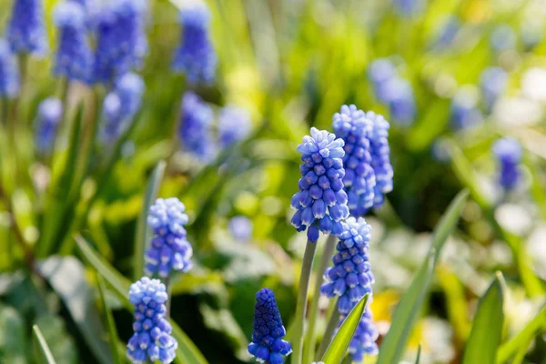 Muscari Bloemen Muscari Armeniacum Druif Hyacinten Lente Bloemen Bloeien April — Stockfoto