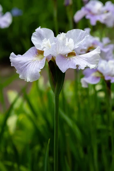 Siberische Iris Bloemen Iris Sibirica Een Groene Achtergrond Tuin — Stockfoto