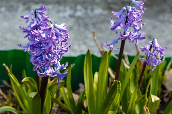 Bahçede çiçek açan sümbüller, sümbül çiçekleri...
